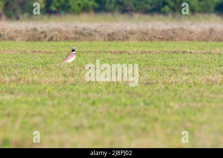 Un peu de bustard dans un champ ouvert Banque D'Images