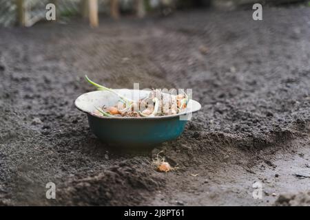 Les jeunes oignons verts germés sont préparés pour la plantation dans le sol. Petites bulbes d'oignons dans un bol en fer sur le sol Banque D'Images