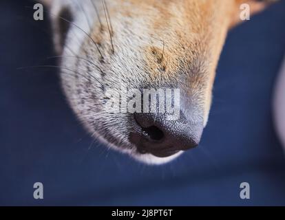 Joli chien rouge, nez gros plan. Banque D'Images