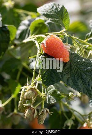 branche de framboises mûres et non mûres dans un jardin de fruits sur fond vert flou. mûrissement des fruits en été Banque D'Images
