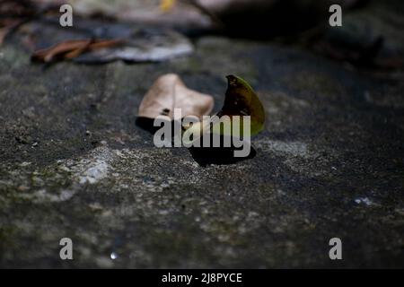 Photographie conceptuelle de la nature Banque D'Images