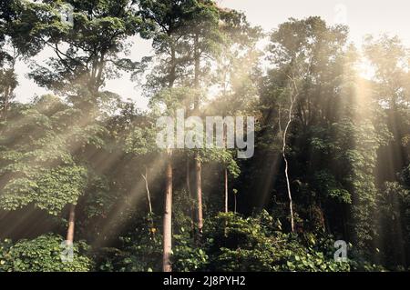 Image d'arbres pris en pleine lumière. Concept de forêt et de nature Banque D'Images