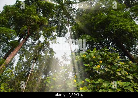 Image d'arbres pris en pleine lumière. Concept de forêt et de nature Banque D'Images