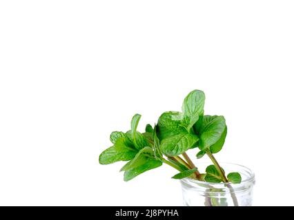 Branches de menthe avec des feuilles dans une tasse de verre sur fond blanc. Banque D'Images