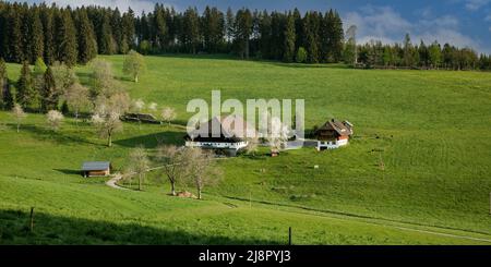 Ferme de la Forêt-Noire au printemps, Trescherhof, Eckbach, Titisee-Neustadt, Forêt-Noire, Bade-Wurtemberg, Allemagne Banque D'Images