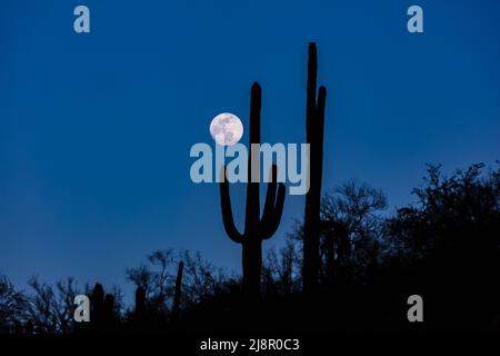 Pleine lune s'élevant à côté de la silhouette de cactus saguaro, bras surélevés. Dans le désert de Sonoran en Arizona. Ciel bleu profond en arrière-plan. Banque D'Images