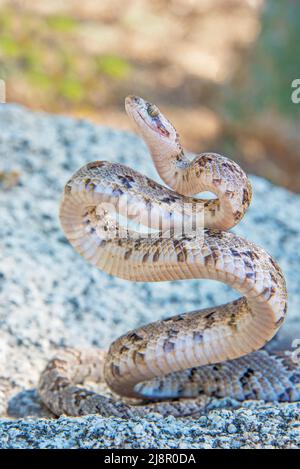 serpent lyre prêt à frapper Banque D'Images
