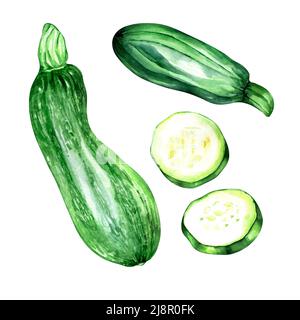 Jeu de barres blanches et de tranches d'aquarelle sur fond blanc. Légumes verts, courgettes entières, courge de moelle hachée peinte à la main Banque D'Images