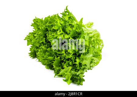 Nouvelle récolte vert d'endive frais sur fond blanc isolé Banque D'Images