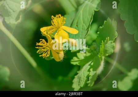 La plus grande celandine Chelidonium majus est populairement appelé le warthog. En effet, la médecine populaire utilise cette plante depuis longtemps pour enlever les verrues A. Banque D'Images