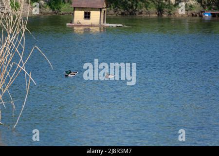 Trois magnifiques canards colverts nageant Banque D'Images