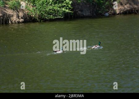 Deux magnifiques canards colverts nageant Banque D'Images