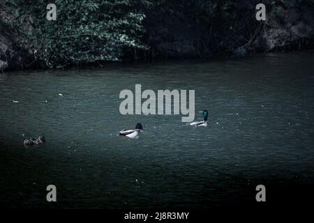 Des canards colverts mâles et femelles nagent sur le lac Banque D'Images