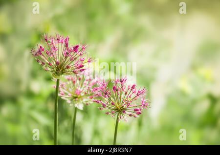 Les oignons ornementaux sont proches de l'oignon et de l'ail comestibles communs et font partie de la sous-famille des Alliaceae de la famille des Amaryllidaceae. Banque D'Images