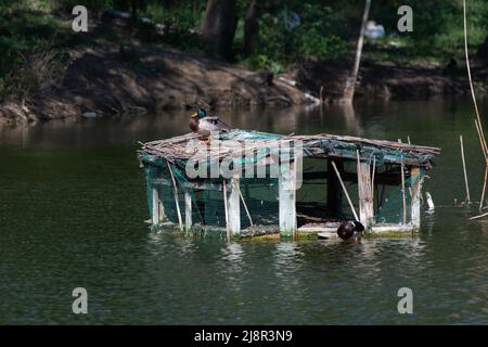 Deux canards colverts mâles reposent sur une péniche en bois sur un lac dans un parc en été après midi Banque D'Images