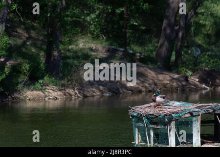 Canard colvert mâle sur fond d'arbres sur la rive du lac Banque D'Images