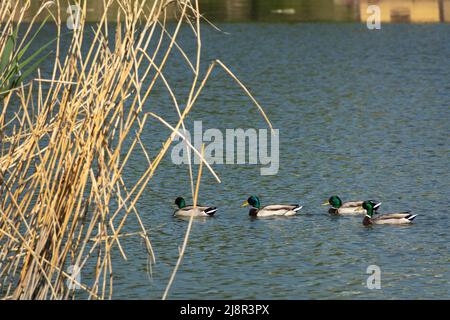 Canards colverts sur le lac. Un groupe de Canards colverts mâles Banque D'Images