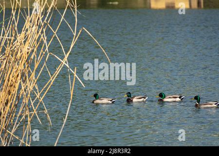 Canards colverts sur le lac. Un groupe de Canards colverts mâles Banque D'Images