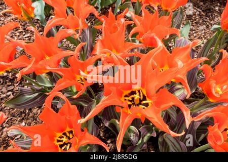 Groupe Lily orange Tulips '' tulipe, Tulipa Banque D'Images