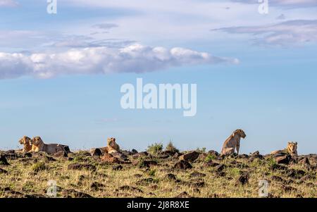 Cinq frères de lion dans la Mara Masai. Ces jeunes mâles profitent du soleil du matin tout en regardant leur environnement depuis un point de vue élevé. Banque D'Images