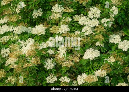 Italie, Lombardie, province de Cremona, Elder ou Elderflower, Sambucus Nigra Flower Banque D'Images