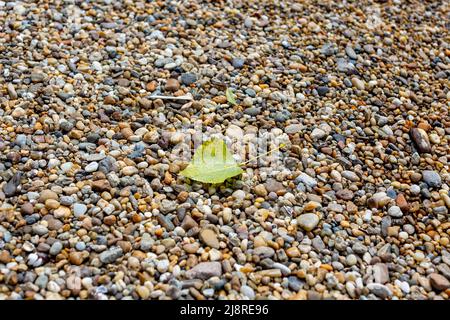 Une feuille de peuplier jaunée seule tombée sur des cailloux multicolores de la plage. Mise au point sélective Banque D'Images