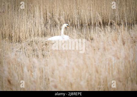 Mute Cyan se reproduisant sur un nid dans les roseaux sur le DARRS près de Zingst. Animaux sauvages dans la nature. Oiseaux élégants Banque D'Images