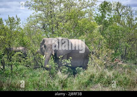 Troupeau d'éléphants art de l'eau de bord de boire Banque D'Images