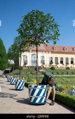 18 mai 2022, Saxe, Heidenau: Orangeur Karsten Otto place un arbre orange amer dans le jardin baroque de Großsedlitz devant l'Orangerie supérieure. Les plantes exotiques, qui sont d'environ 2,50 mètres de haut, ne peuvent pas être placées dans la cour intérieure du Zwinger de Dresde en raison des fouilles archéologiques et des travaux de rénovation. Certaines des plantes d'orange amère ornent donc la zone extérieure du jardin baroque. Photo: Sebastian Kahnert/dpa Banque D'Images