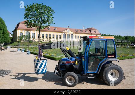 18 mai 2022, Saxe, Heidenau: Les jardiniers des Palais d'Etat, châteaux et jardins de Saxe ont installé des orangers amers dans le jardin baroque de Grosssedlitz, en face de l'Orangerie supérieure. Les plantes exotiques, qui sont d'environ 2,50 mètres de haut, ne peuvent pas être placées dans la cour intérieure du Zwinger de Dresde en raison des fouilles archéologiques et des travaux de rénovation. Certains des orangers amers ornent donc la zone extérieure du jardin baroque. Photo: Sebastian Kahnert/dpa Banque D'Images