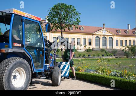 18 mai 2022, Saxe, Heidenau: Orangeur Karsten Otto place un arbre orange amer dans le jardin baroque de Großsedlitz devant l'Orangerie supérieure. Les plantes exotiques, qui sont d'environ 2,50 mètres de haut, ne peuvent pas être placées dans la cour intérieure du Zwinger de Dresde en raison des fouilles archéologiques et des travaux de rénovation. Certaines des plantes d'orange amère ornent donc la zone extérieure du jardin baroque. Photo: Sebastian Kahnert/dpa Banque D'Images