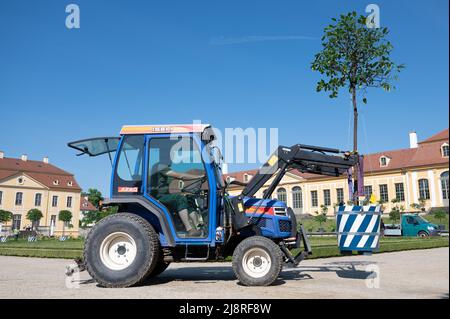 18 mai 2022, Saxe, Heidenau: Les jardiniers des Palais d'Etat, châteaux et jardins de Saxe ont installé des orangers amers dans le jardin baroque de Grosssedlitz, en face de l'Orangerie supérieure. Les plantes exotiques, qui sont d'environ 2,50 mètres de haut, ne peuvent pas être placées dans la cour intérieure du Zwinger de Dresde en raison des fouilles archéologiques et des travaux de rénovation. Certains des orangers amers ornent donc la zone extérieure du jardin baroque. Photo: Sebastian Kahnert/dpa Banque D'Images