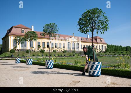 18 mai 2022, Saxe, Heidenau: Orangeur Karsten Otto place un arbre orange amer dans le jardin baroque de Großsedlitz devant l'Orangerie supérieure. Les plantes exotiques, qui sont d'environ 2,50 mètres de haut, ne peuvent pas être placées dans la cour intérieure du Zwinger de Dresde en raison des fouilles archéologiques et des travaux de rénovation. Certaines des plantes d'orange amère ornent donc la zone extérieure du jardin baroque. Photo: Sebastian Kahnert/dpa Banque D'Images