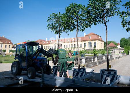 18 mai 2022, Saxe, Heidenau: Les jardiniers des Palais d'Etat, châteaux et jardins de Saxe ont installé des orangers amers dans le jardin baroque de Grosssedlitz, en face de l'Orangerie supérieure. Les plantes exotiques, qui sont d'environ 2,50 mètres de haut, ne peuvent pas être placées dans la cour intérieure du Zwinger de Dresde en raison des fouilles archéologiques et des travaux de rénovation. Certains des orangers amers ornent donc la zone extérieure du jardin baroque. Photo: Sebastian Kahnert/dpa Banque D'Images