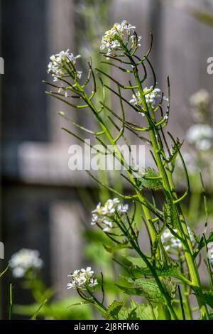 L'alliaire officinale, Alliaria petiolata. Banque D'Images