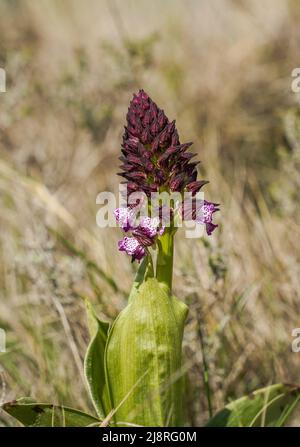 Orchidée pourpre, Orchis purpurea, Wild Orchid, Pyrénées, France. Banque D'Images