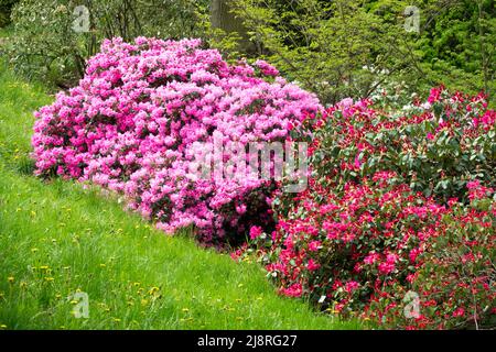 Rhododendron 'Vater Böhlje' arbustes fleuris dans le jardin de printemps Banque D'Images