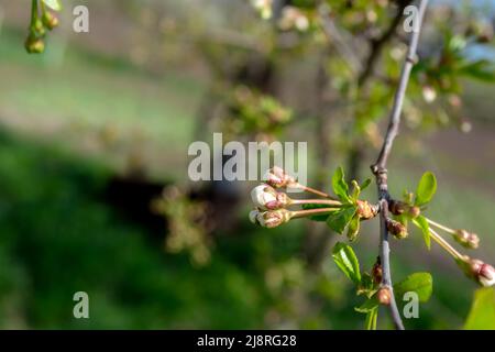 Des bourgeons de cerise sur une branche sur un arrière-plan de jardin légèrement flou. Thème du printemps. Banque D'Images