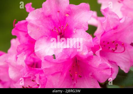 Rhododendron 'Vater Böhlje' gros plan fleurs roses Banque D'Images