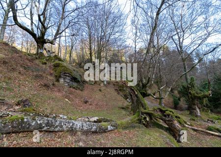 forêt de hêtres dans le pays basque par une journée d'hiver Banque D'Images