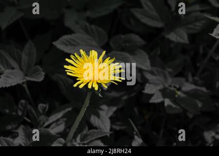 Fleur de pissenlit jaune sur fond de feuilles noires. Thème de l'écologie. Banque D'Images