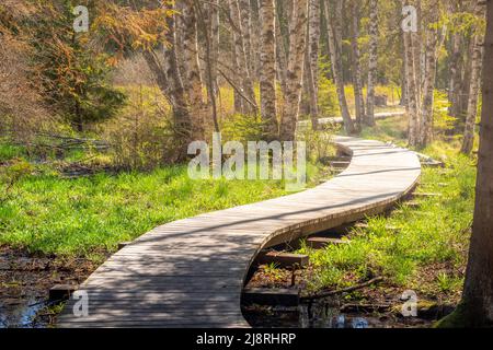 Une promenade dans la forêt - une passerelle en bois dans les marécages autour de l'étang d'Olsina, République tchèque Banque D'Images