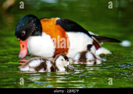 Des canetons de bébé sur l'eau au WWT Slimbridge Wetland Centre à Gloucester. Date de la photo: Mercredi 18 mai 2022. Banque D'Images