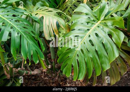 Sydney Australie, grandes feuilles d'une plante de philodendron Banque D'Images