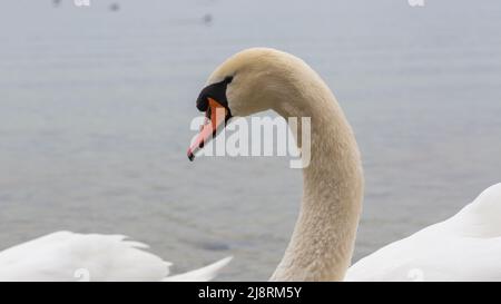 Gros plan d'un cygne muet (cygnus olor). Vue sur la tête avec col courbé élégant. Banque D'Images