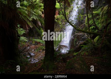 Vue de la cascade de Myrtle Gully Falls à travers les arbres dans la forêt tropicale sombre près de Hobart, Tasmanie, Australie Banque D'Images