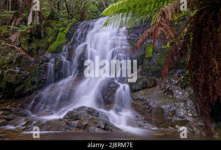 Vue basse de la cascade de Myrtle Gully Falls dans la forêt tropicale près de Hobart, Tasmanie, Australie Banque D'Images