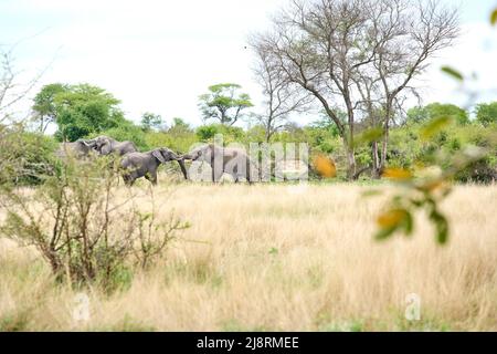 les jeunes éléphants jouent à la bagarres ou à la brousse Banque D'Images