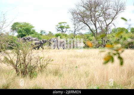 les jeunes éléphants jouent à la bagarres ou à la brousse Banque D'Images