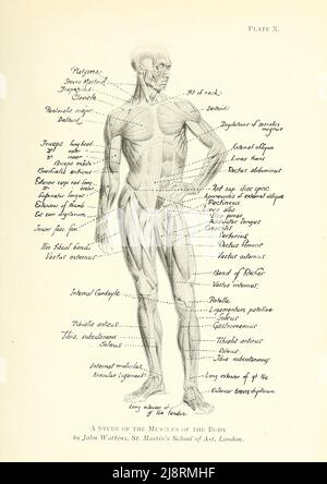 Une étude des muscles du corps humain par John Watkins, St. Martin's School of Art, Londres Etude de la figure masculine du livre « Etudes de la figure humaine : Avec quelques notes sur le dessin et l'anatomie ' par George Montague Ellwood, et Francis Rowland Yerbury, Date de publication 1918 Editeur Londres : B.T. Batsford Banque D'Images